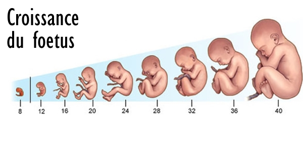 croissance foetus tetiere