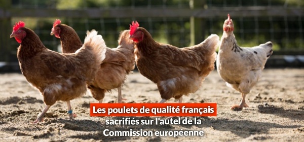 Les poulets de qualité français sacrifiés sur l'autel de la Commission européenne